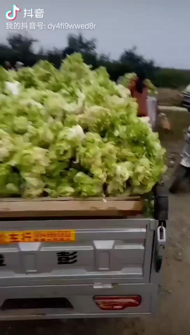 儿菜
