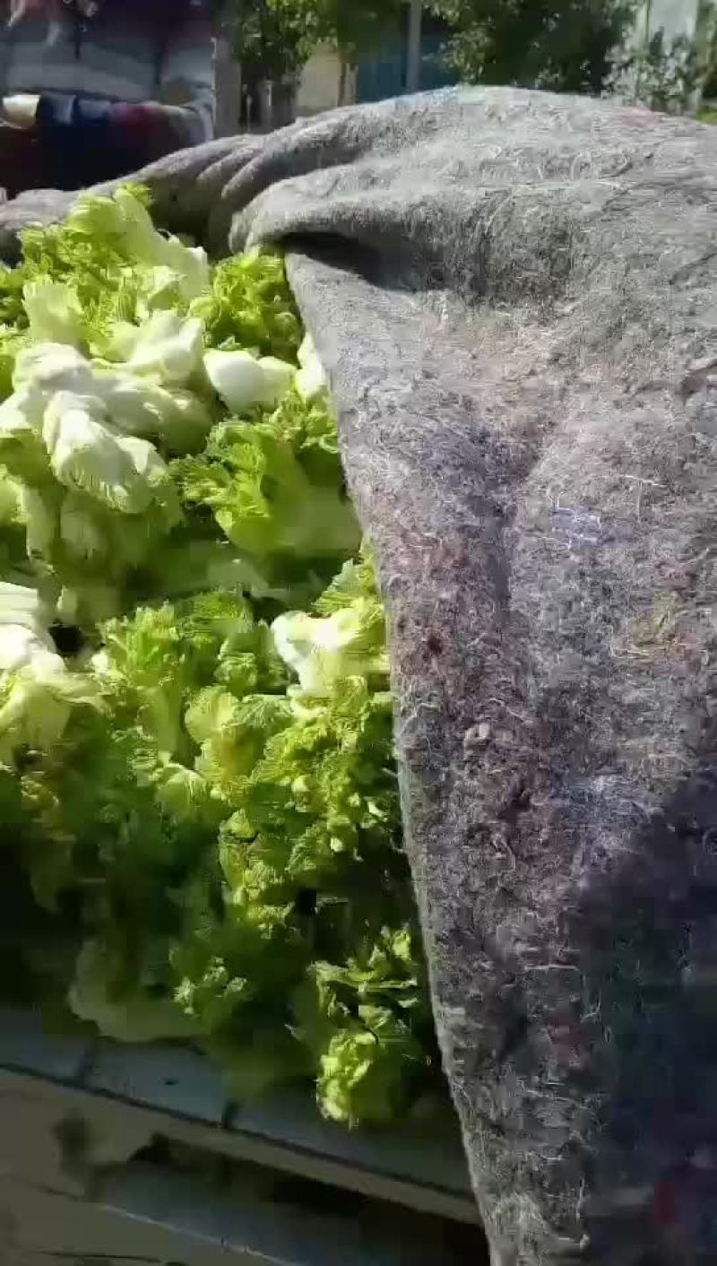 儿菜