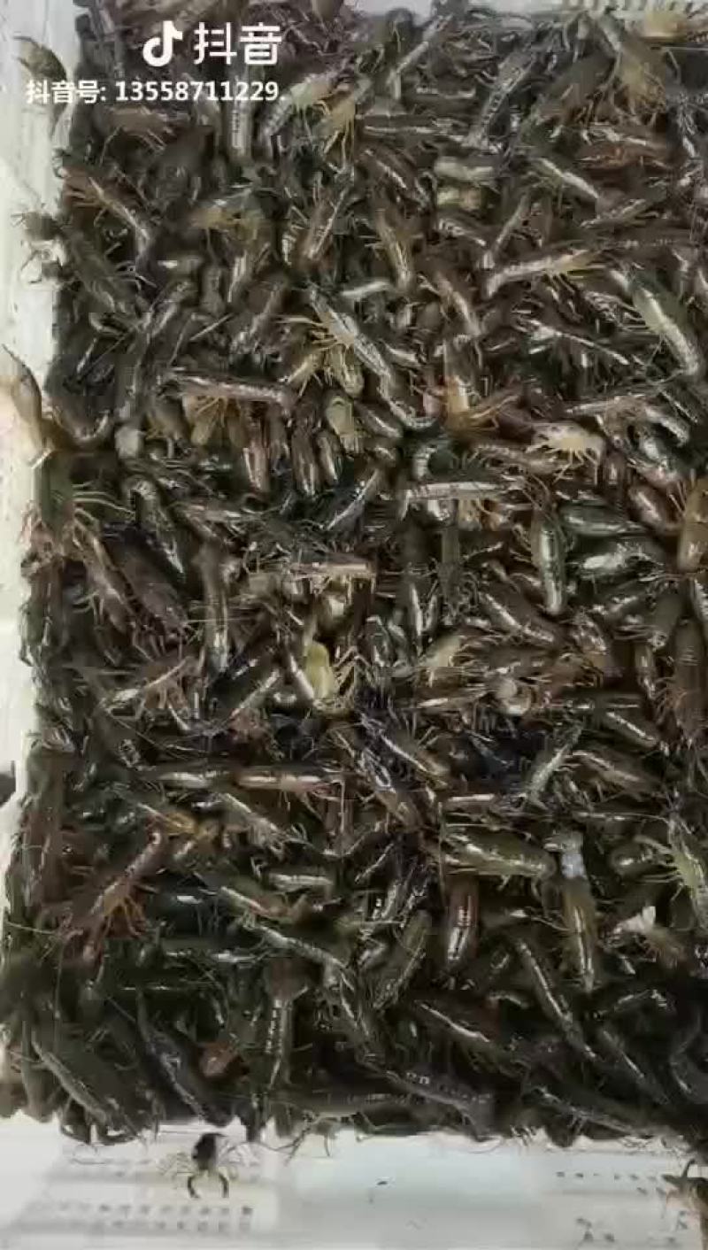 精养塘小龙虾苗，种虾苗