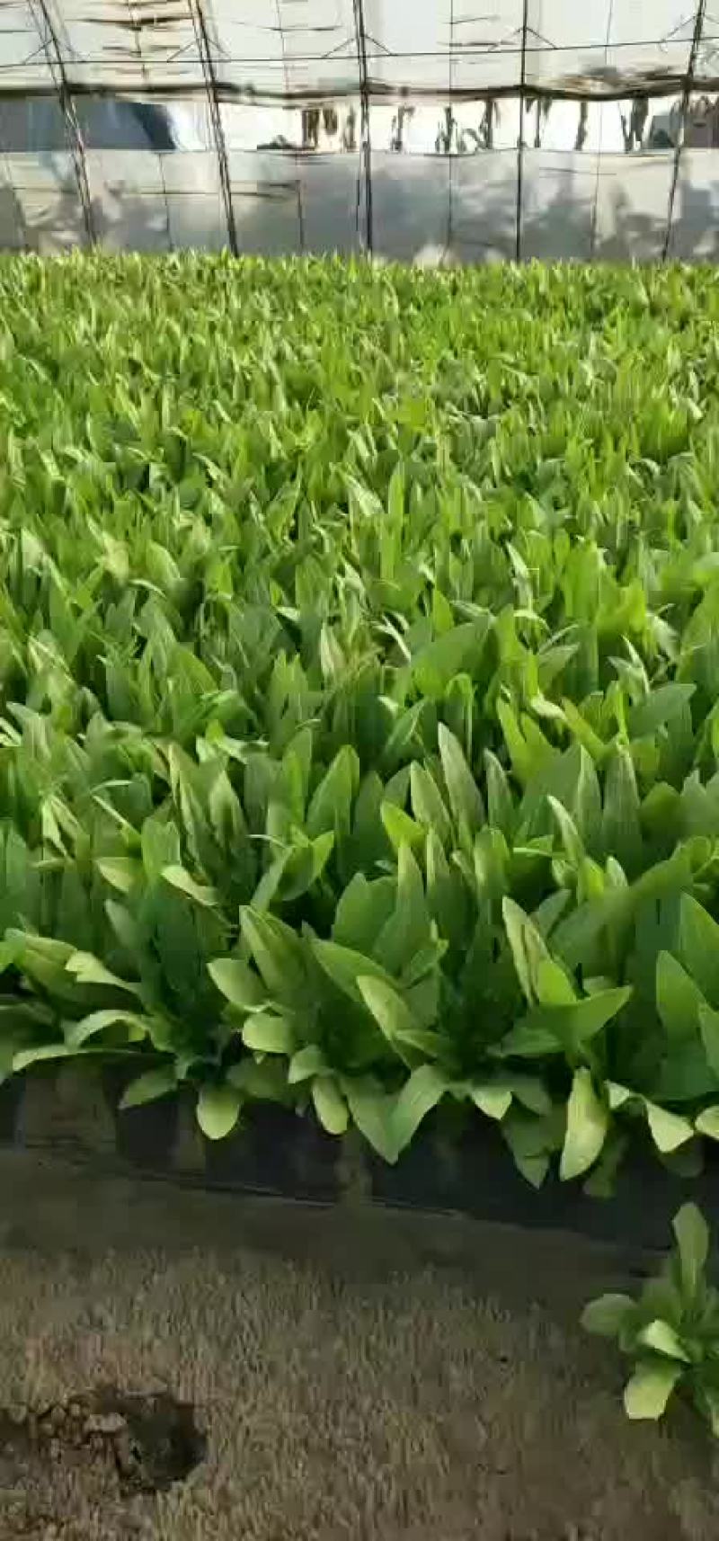 油麦菜