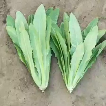油麦菜