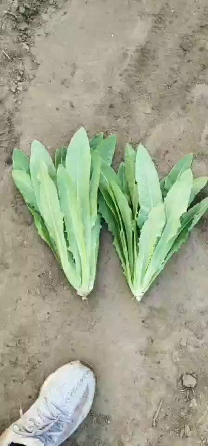 油麦菜