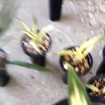 墨兰中透