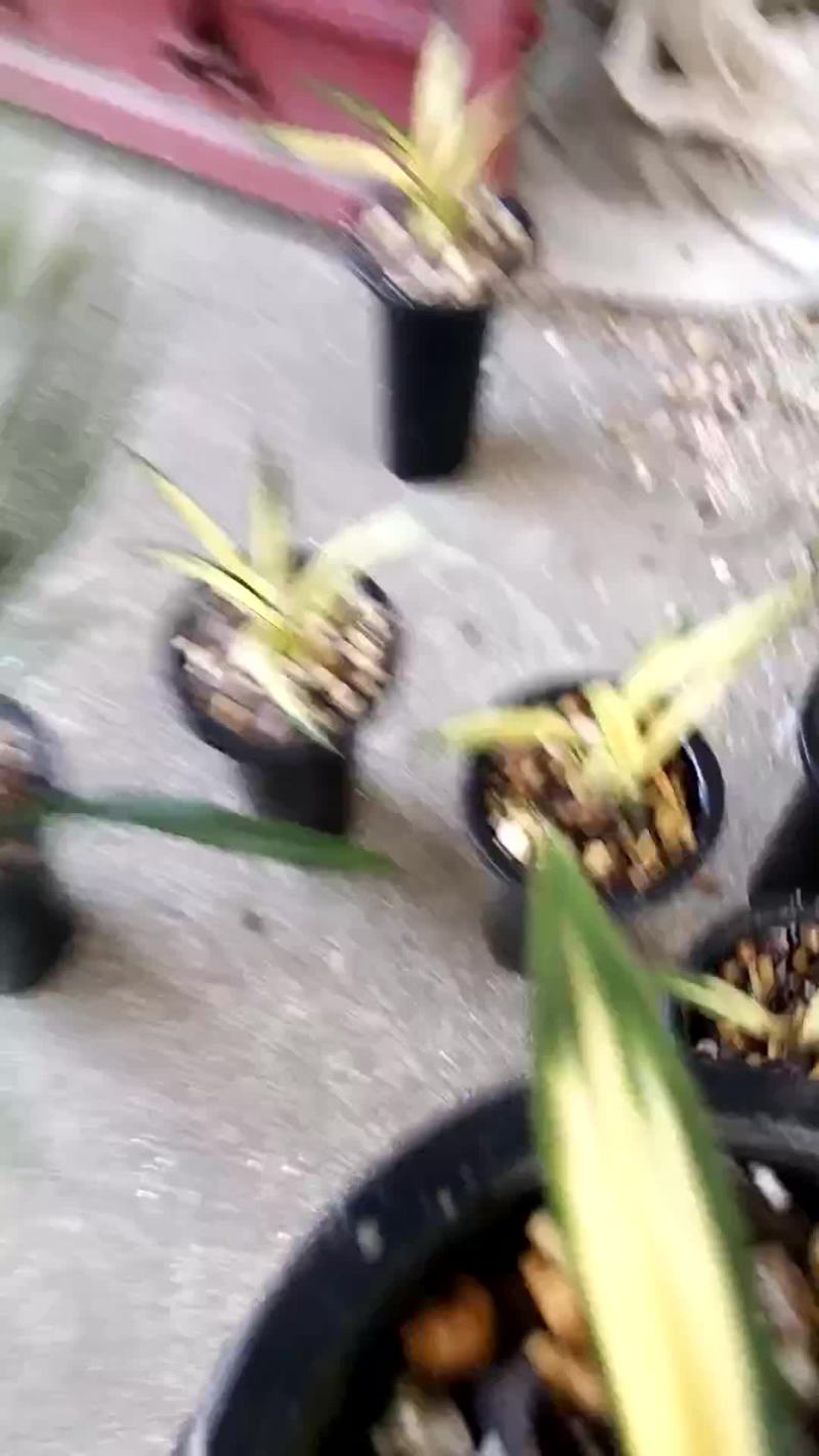 墨兰中透