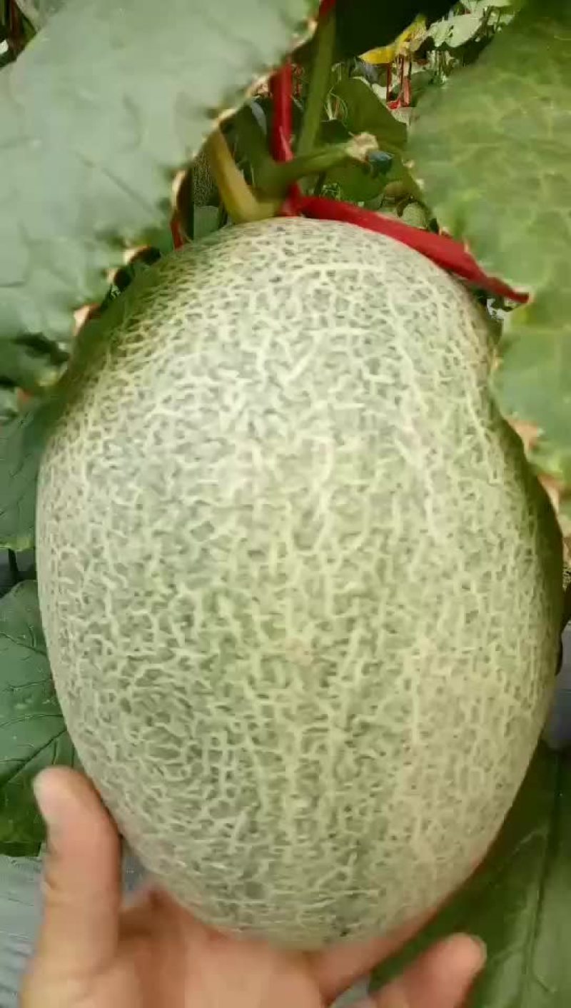 代办运费自付