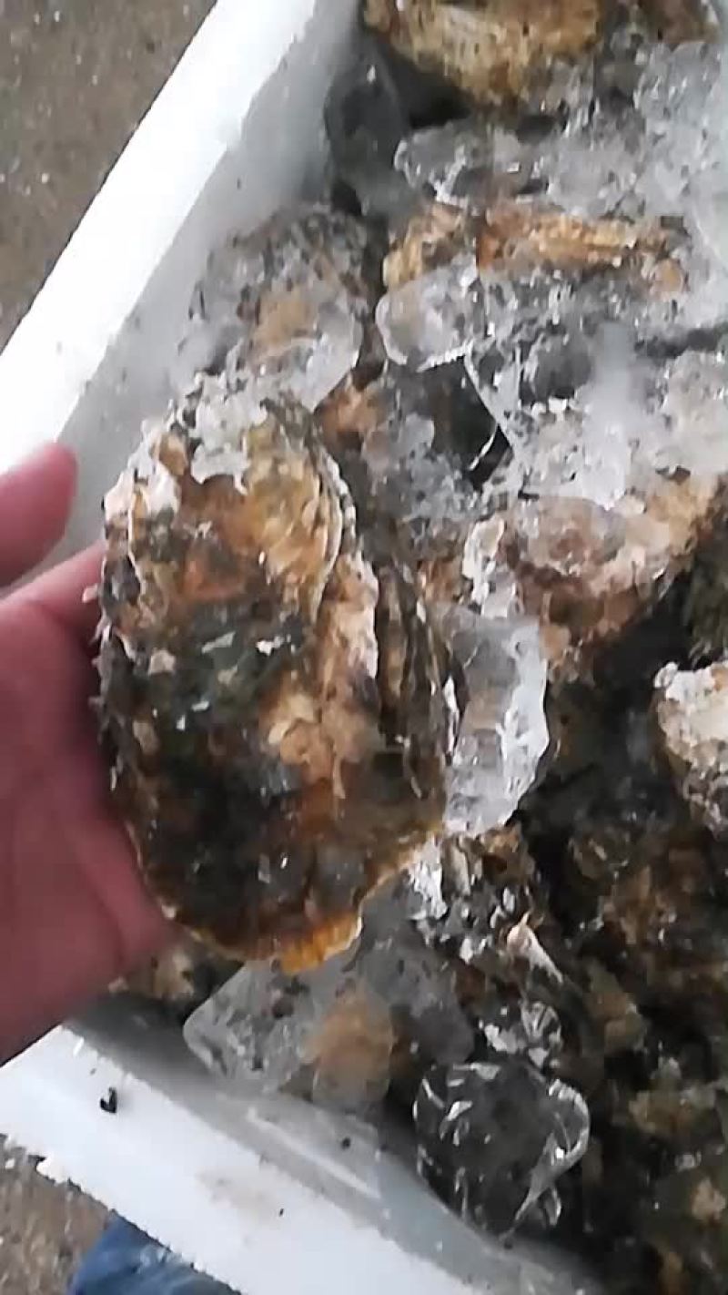 大连生蚝小镇三倍5+