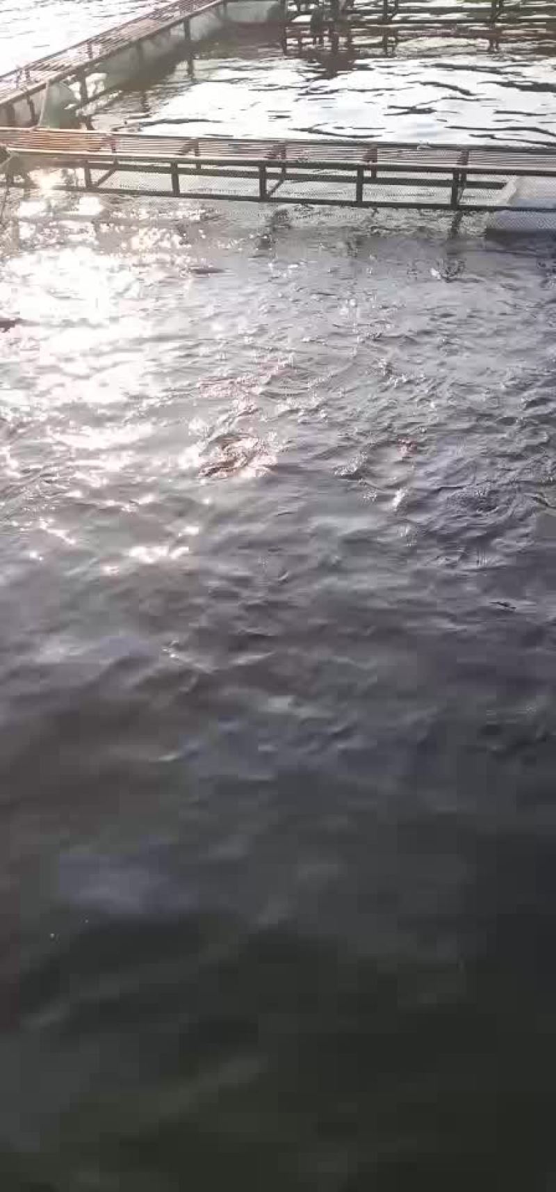 网霜罗非鱼
