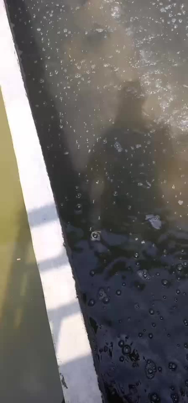 网霜罗非鱼
