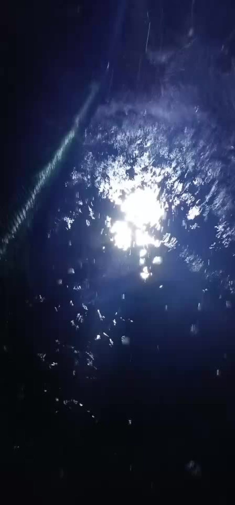 网霜罗非鱼