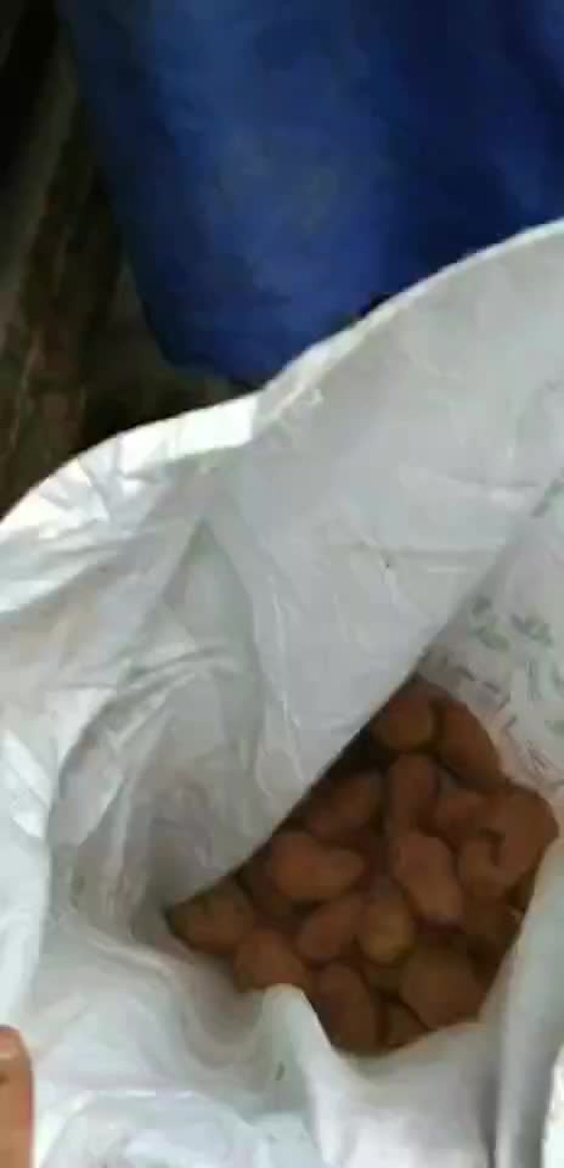 土豆