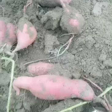 商薯19