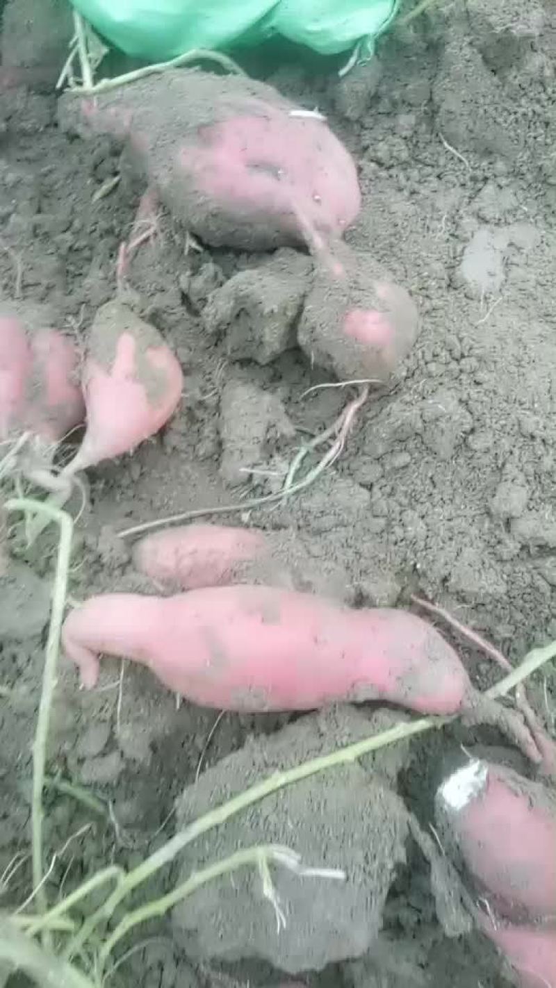 商薯19