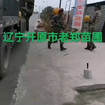 金叶垂榆