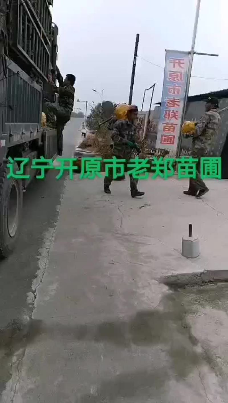 金叶垂榆