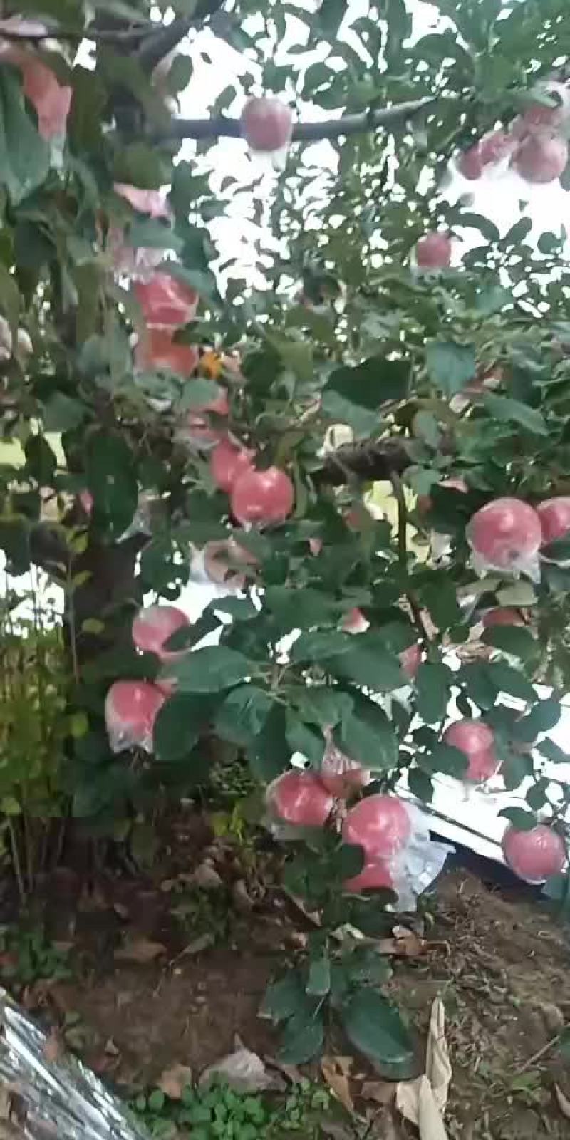 纸加膜富士