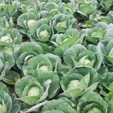 甘蓝包菜