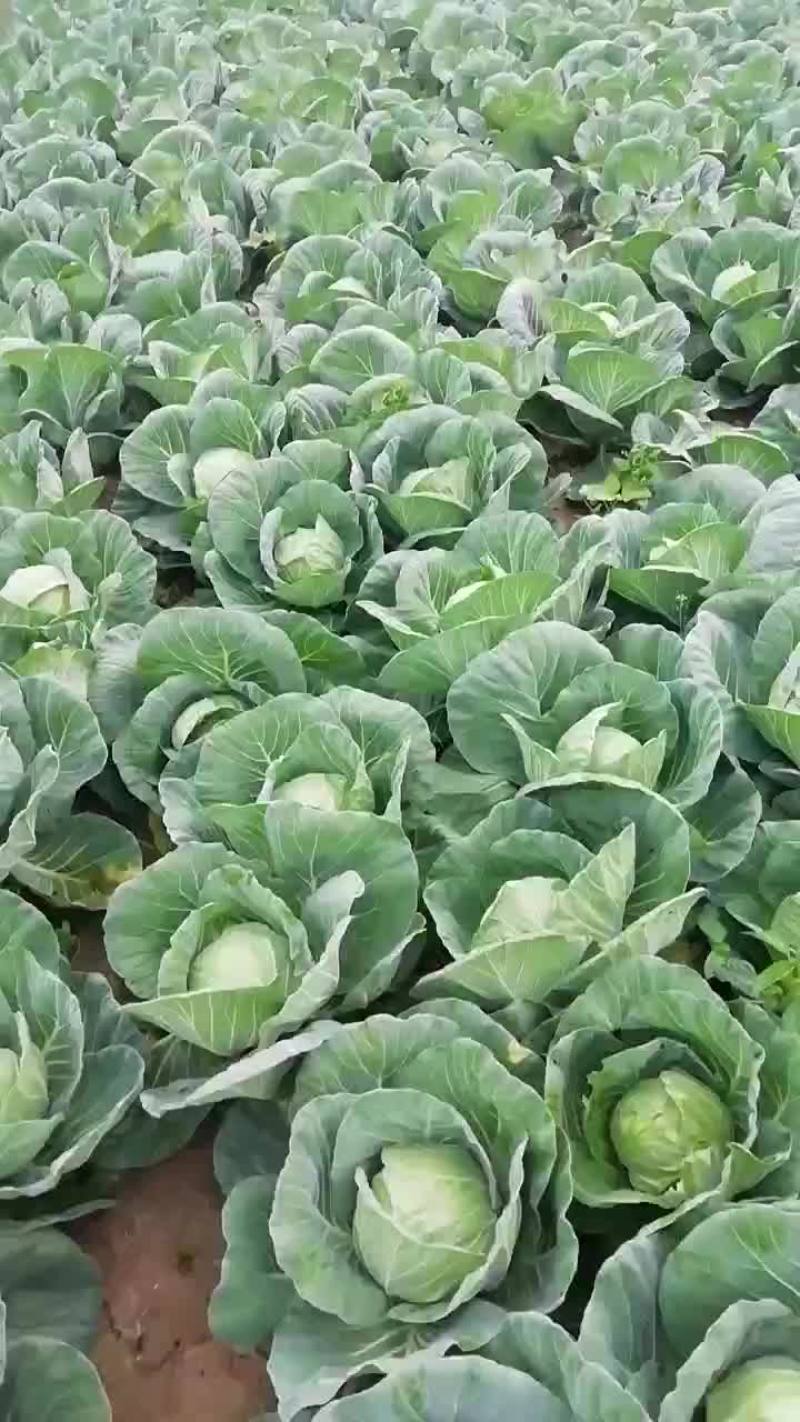 甘蓝包菜