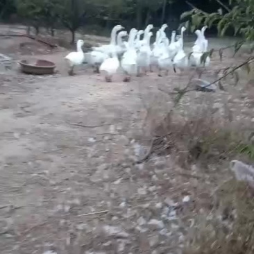 散养土鸡，大白鹅
