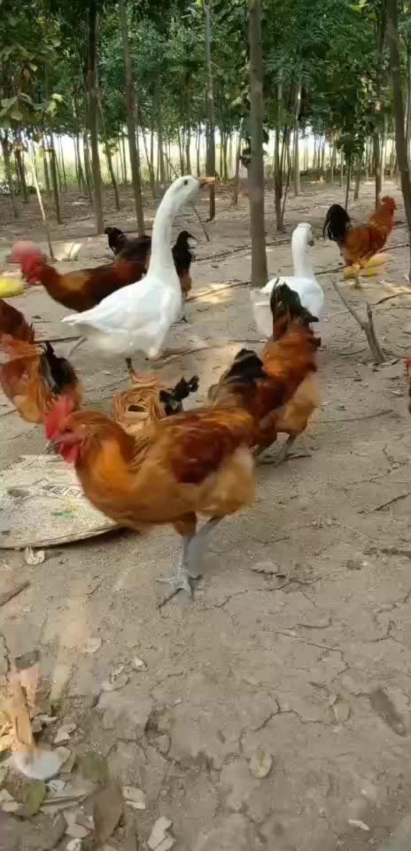 散养土鸡，大白鹅