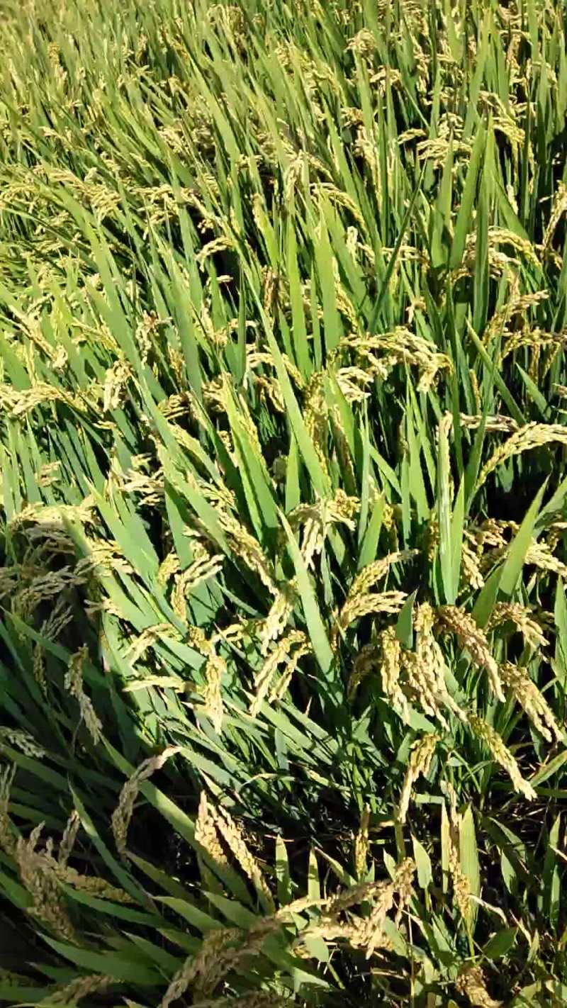 【水稻】杂交稻品质好，绿色种植无农药