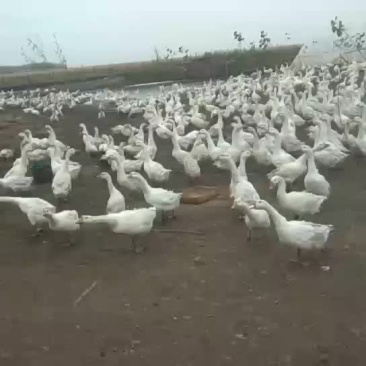 霍杂种母鹅