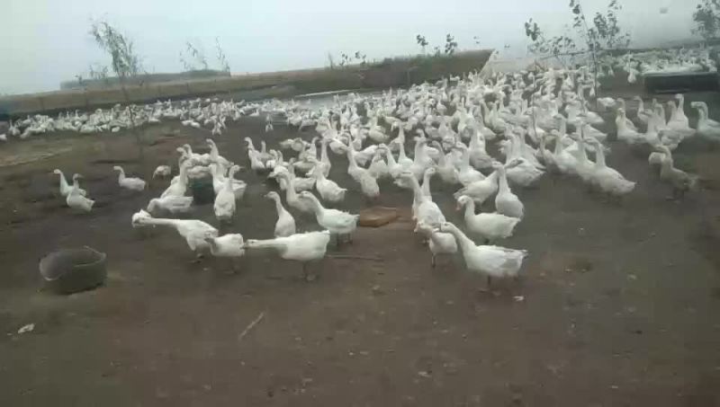 霍杂种母鹅