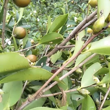山茶油