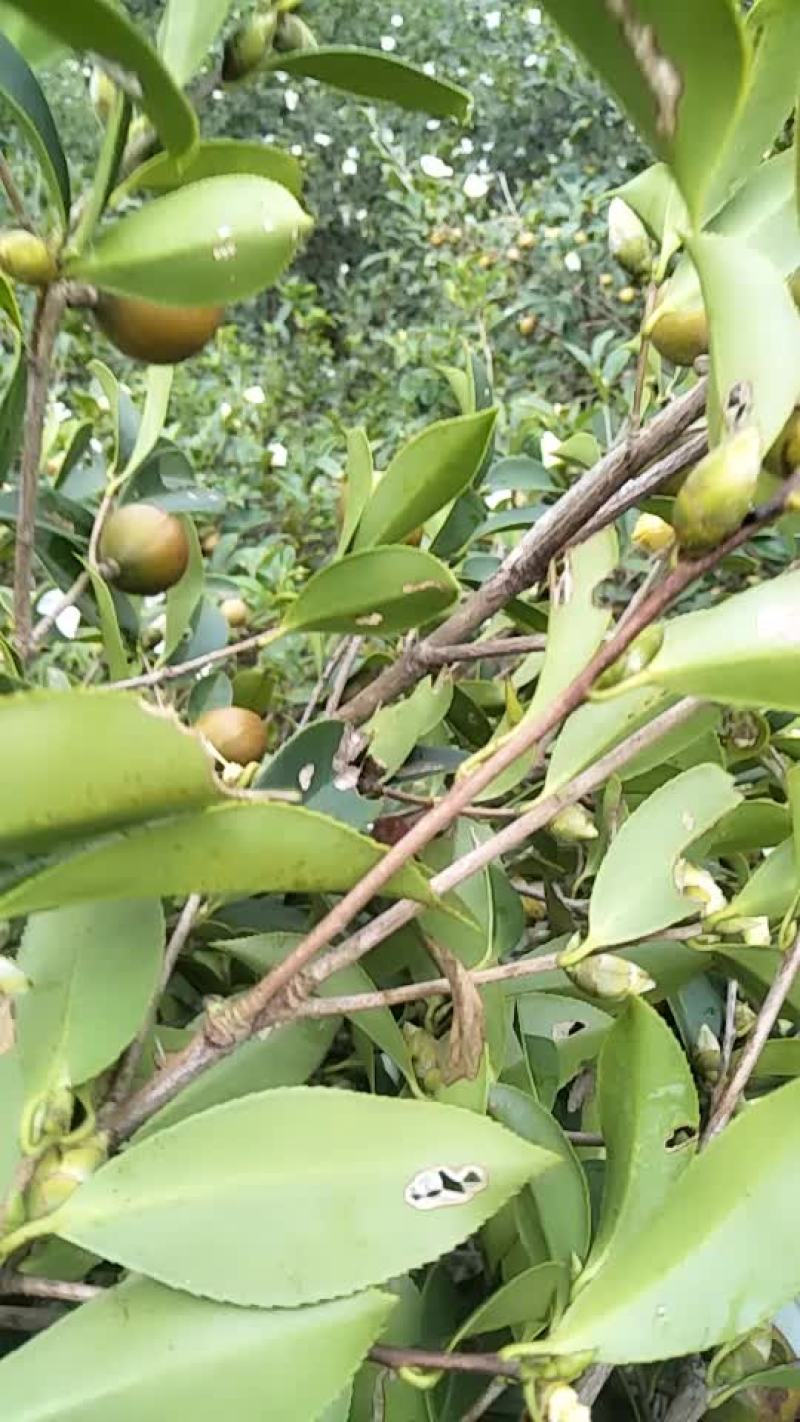 山茶油