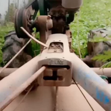 茼蒿