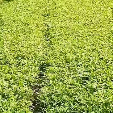 茼蒿