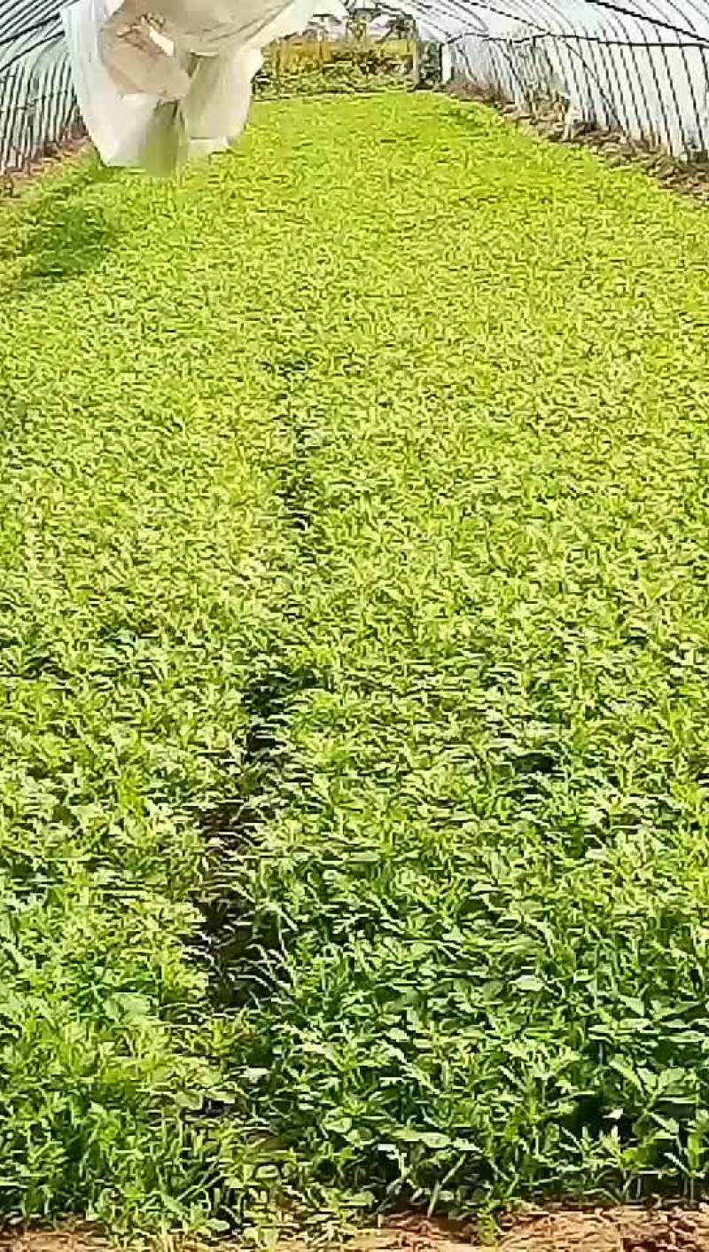 茼蒿