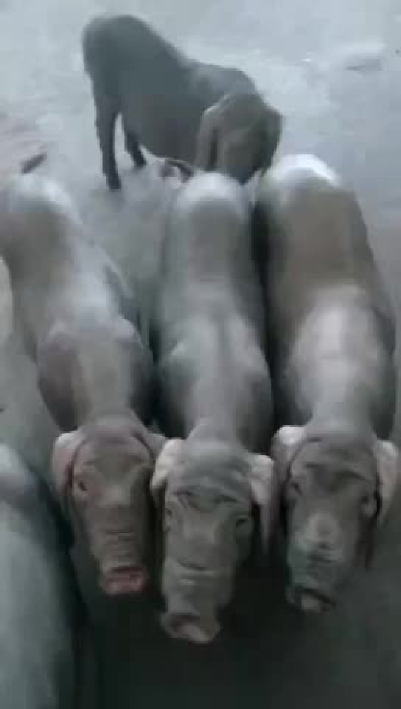 苏太母猪，太湖母猪，巴马香猪，杜洛克，大约克，二元母猪，