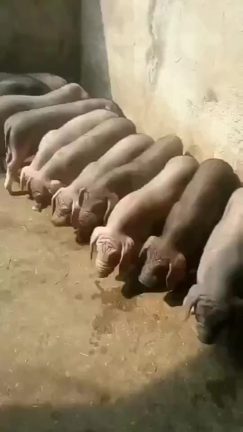 苏太母猪，太湖母猪，巴马香猪，杜洛克，大约克，二元母猪，
