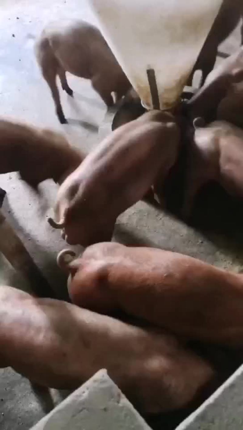 苏太母猪，太湖母猪，巴马香猪，杜洛克，大约克，二元母猪，