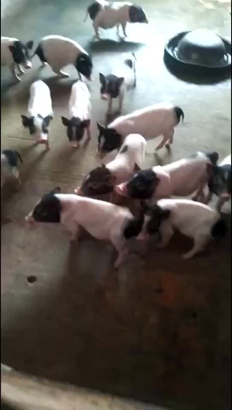 苏太母猪，太湖母猪，巴马香猪，杜洛克，大约克，二元母猪，