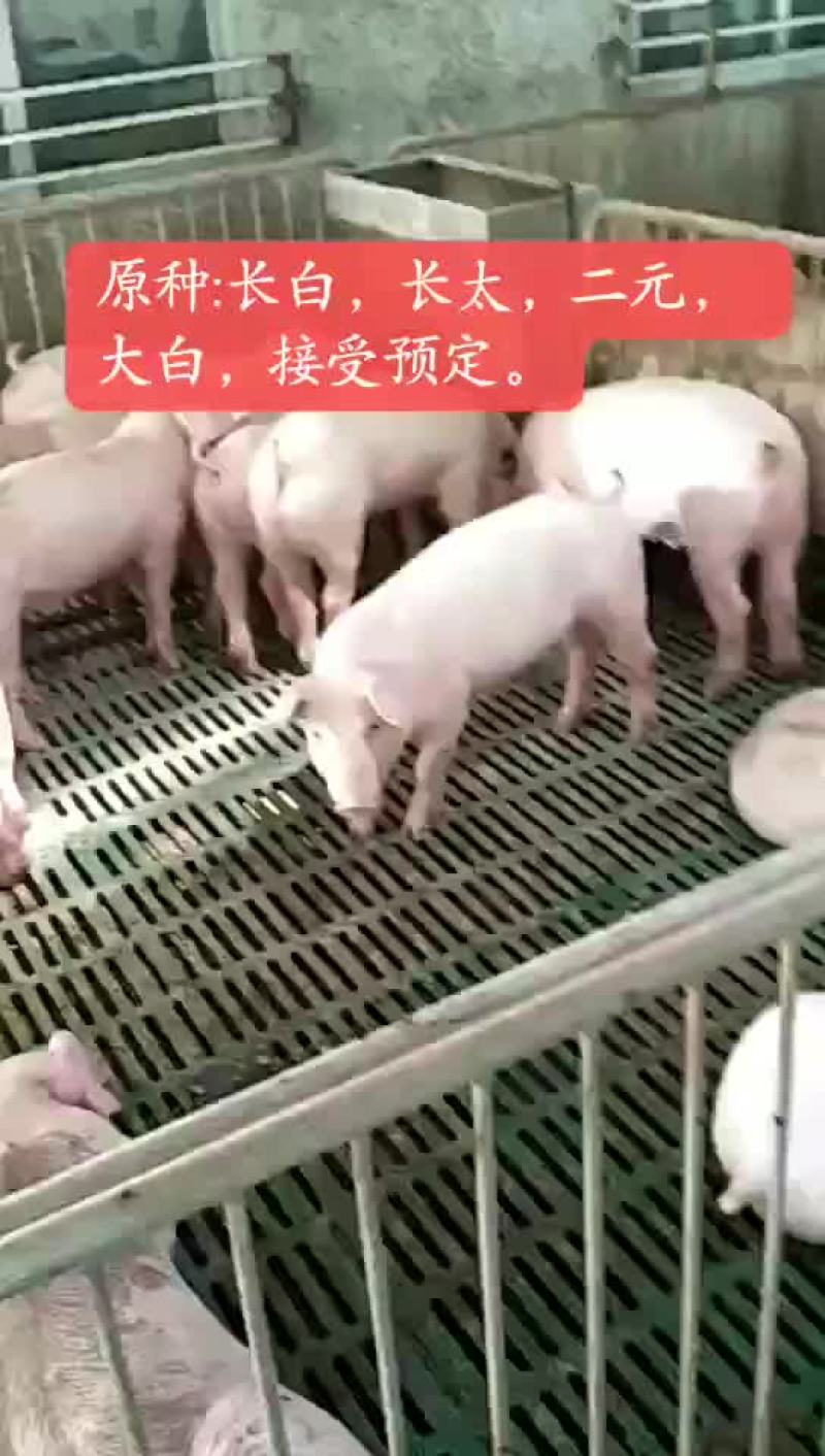 苏太母猪，太湖母猪，巴马香猪，杜洛克，大约克，二元母猪，
