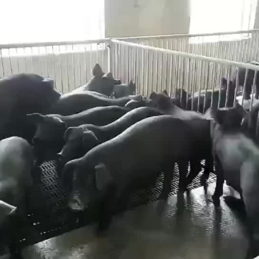 苏太母猪，太湖母猪，巴马香猪，杜洛克，大约克，二元母猪，