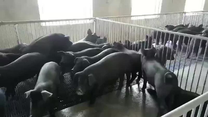苏太母猪，太湖母猪，巴马香猪，杜洛克，大约克，二元母猪，