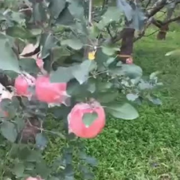 临猗县红富士苹果先尝后买（一件代发）