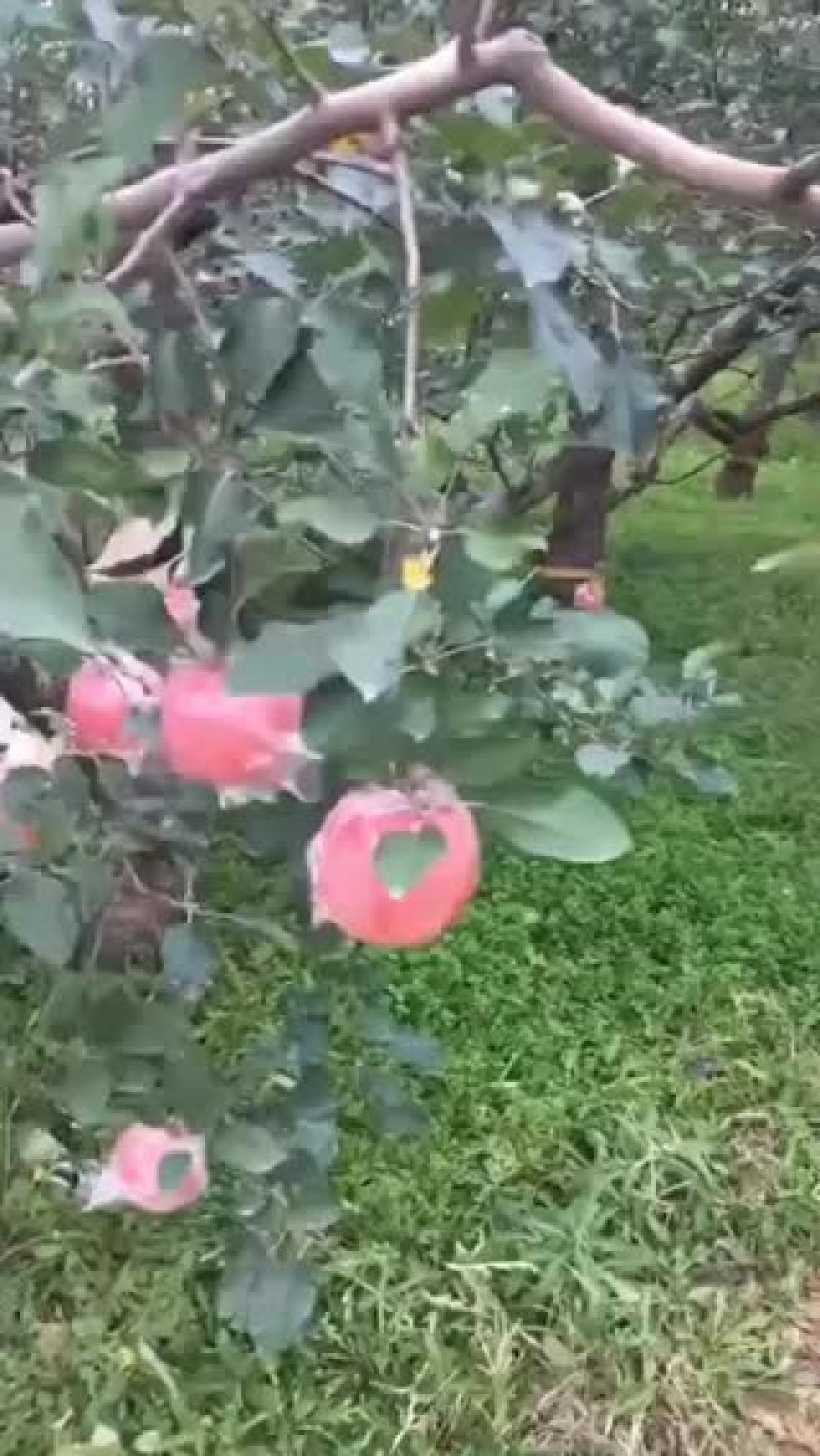 临猗县红富士苹果先尝后买（一件代发）