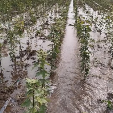 大量供应红冠红枫小苗质量保证根系发达成活率高