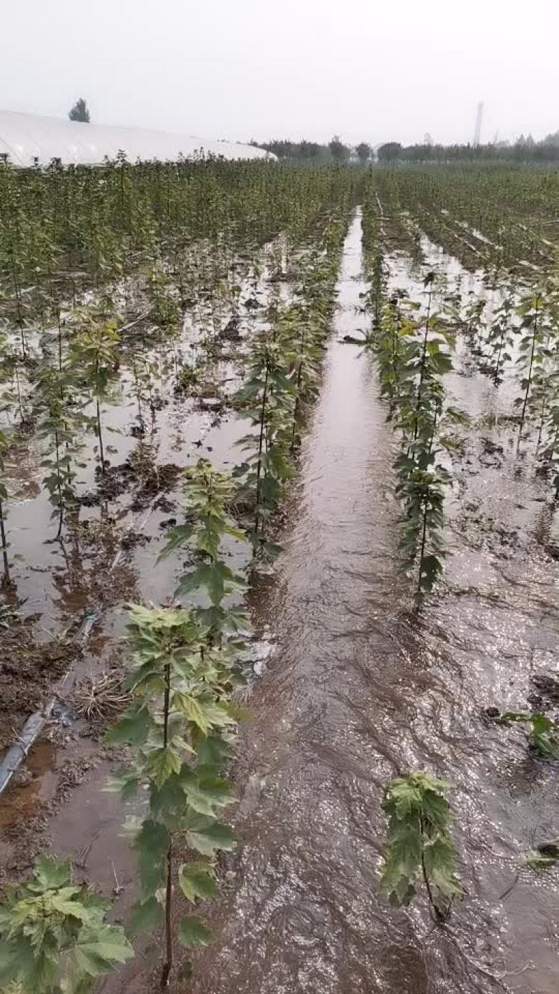 大量供应红冠红枫小苗质量保证根系发达成活率高
