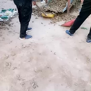 改良白术切片