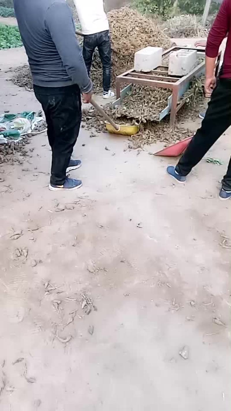 改良白术切片