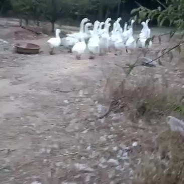 出售一年多的大白鹅