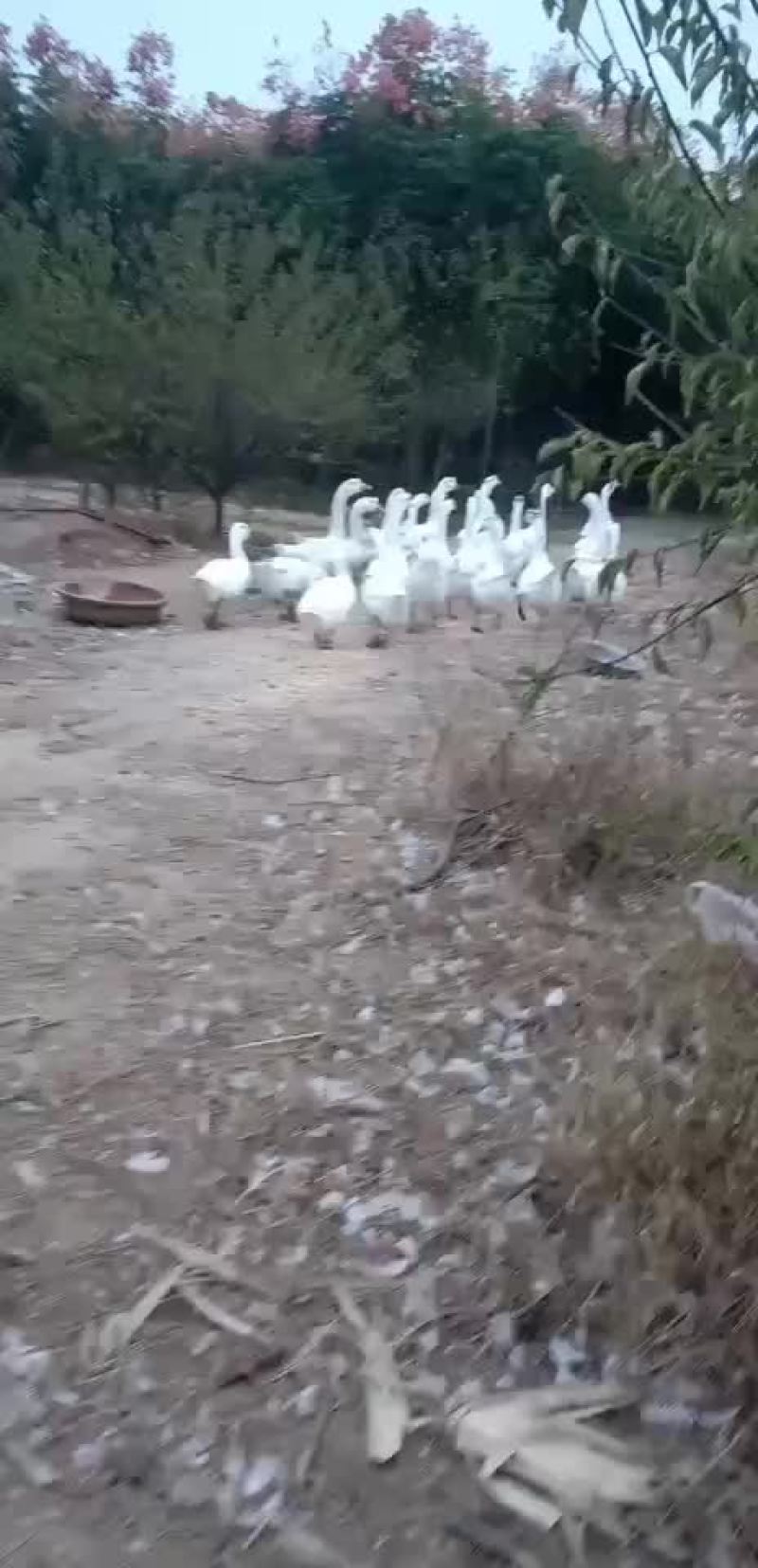 出售一年多的大白鹅