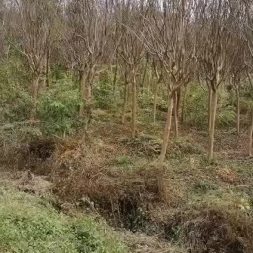高干红花老紫薇8-10公分