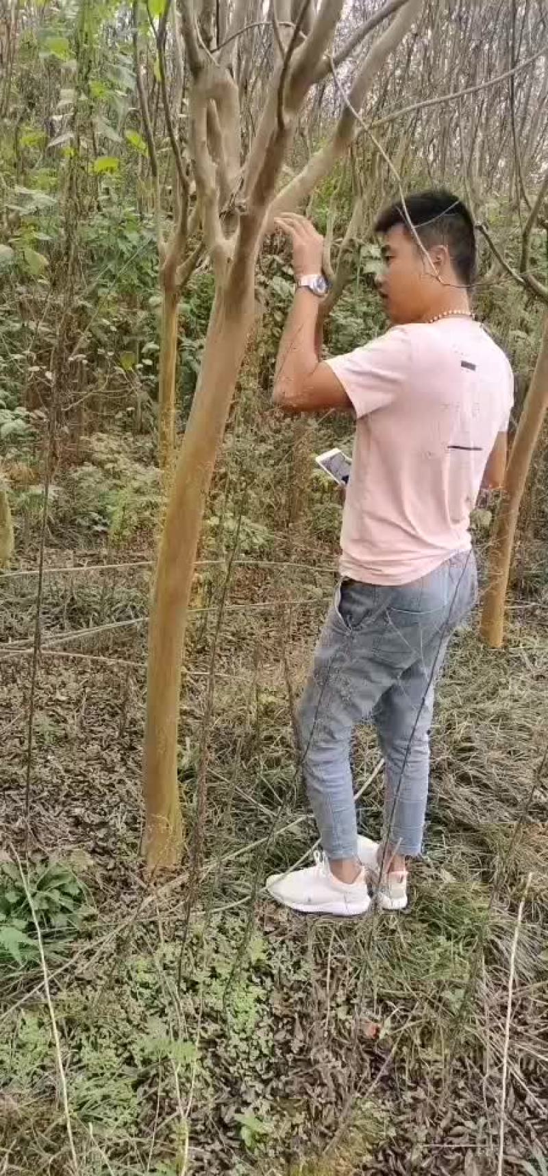高干红花老紫薇8-10公分