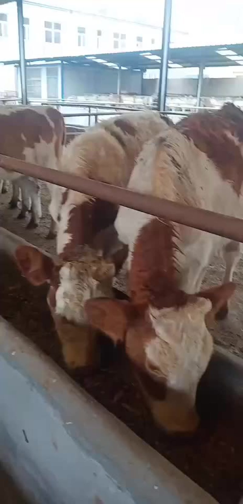 鲁西黄牛湖南西门塔尔牛黄牛犊包成活免费运输