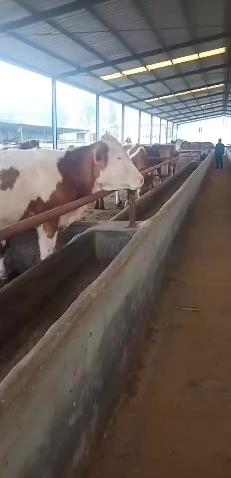 鲁西黄牛湖南西门塔尔牛黄牛犊包成活免费运输